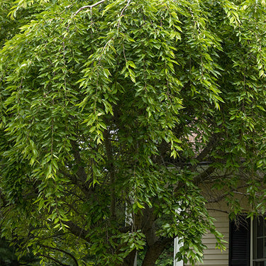 Weeping Higan Flowering Cherry - Monrovia
