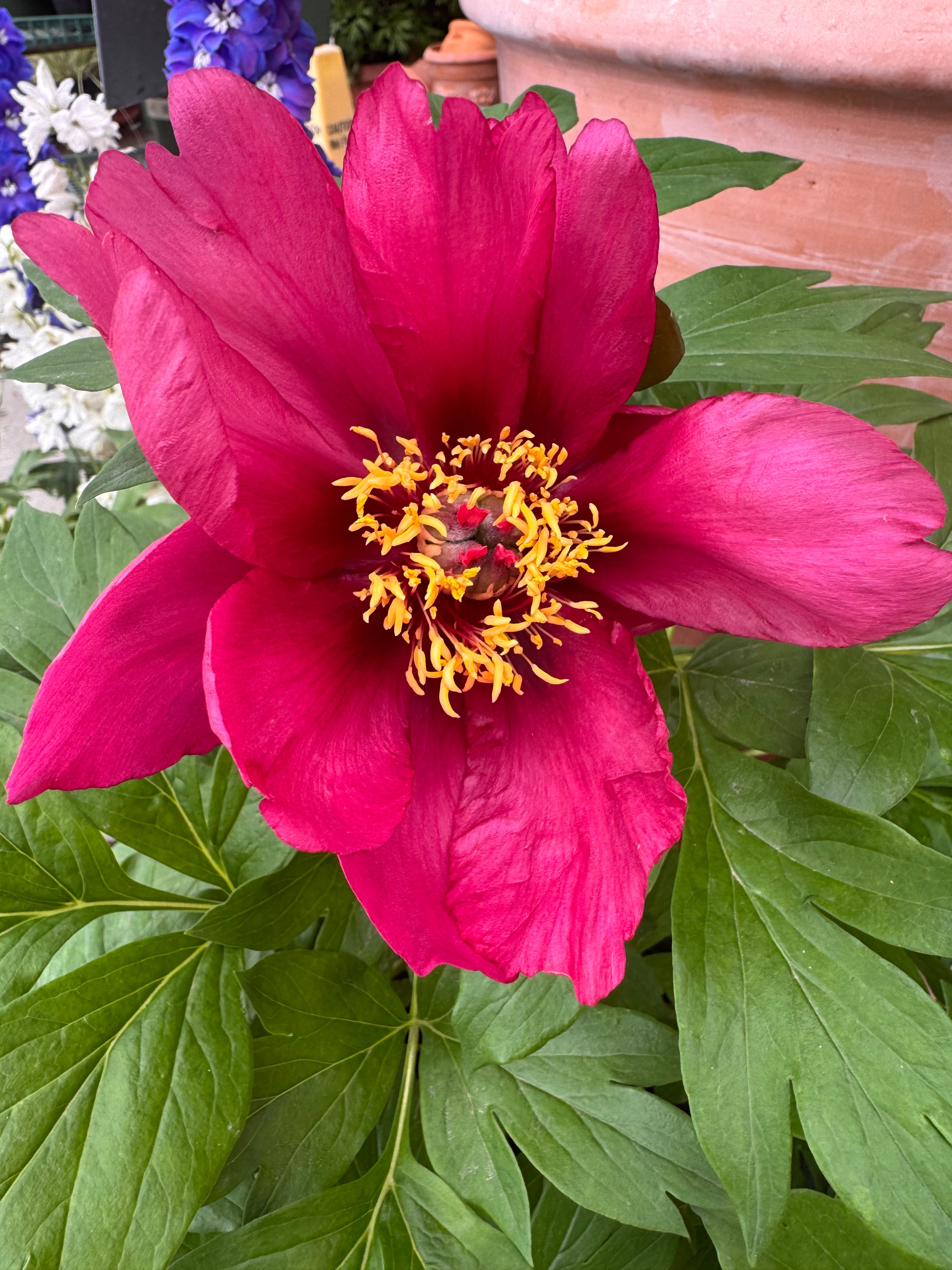 Paeonia Itoh Pink Ardour