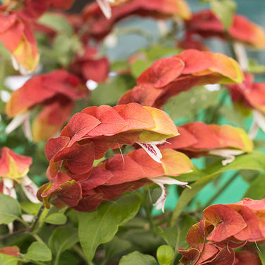 Shrimp Plant - Monrovia