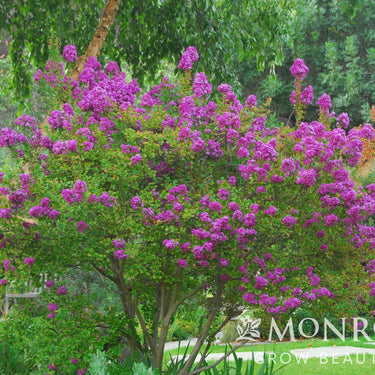 Zuni Crape Myrtle - Monrovia