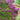 Zuni Crape Myrtle - Monrovia