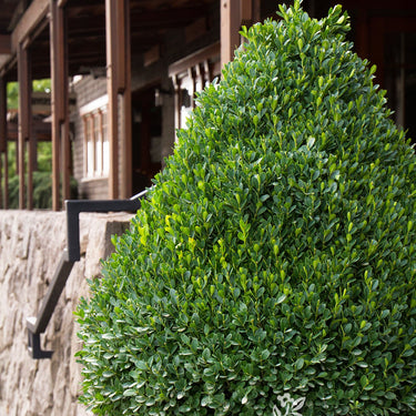 Petite Pillar® Dwarf Boxwood - Monrovia