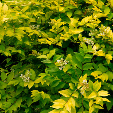 Vicary Golden Privet - Monrovia