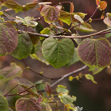 Ruby Falls Weeping Redbud - Monrovia