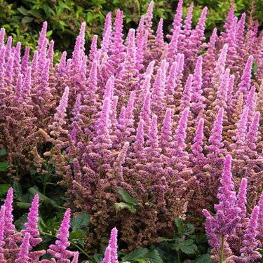 Vision In Pink Astilbe - Monrovia
