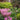 Vision In Pink Astilbe - Monrovia