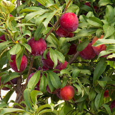 Santa Rosa Plum - Monrovia