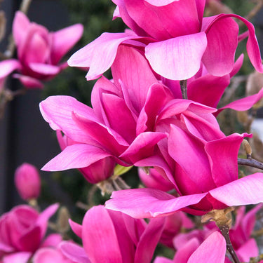 Vulcan Magnolia - Monrovia
