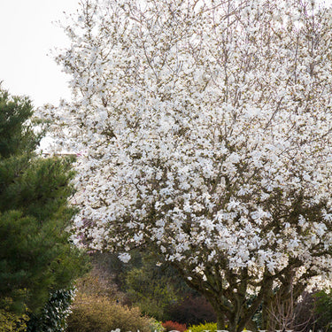Royal Star Magnolia - Monrovia
