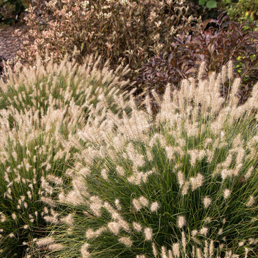 Little Bunny Dwarf Fountain Grass - Monrovia