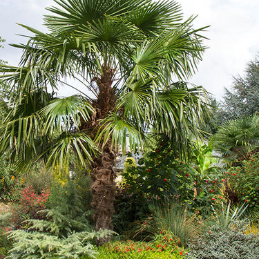 Windmill Palm - Monrovia