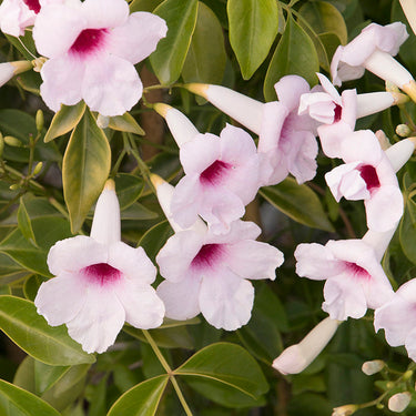 Pink Bower Vine - Monrovia