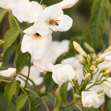 White Bower Vine - Monrovia