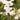White Bower Vine - Monrovia