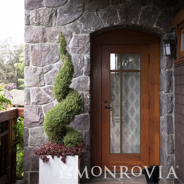 Dwarf Alberta Spruce - Monrovia