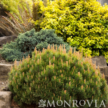 Dwarf Mugo Pine - Monrovia