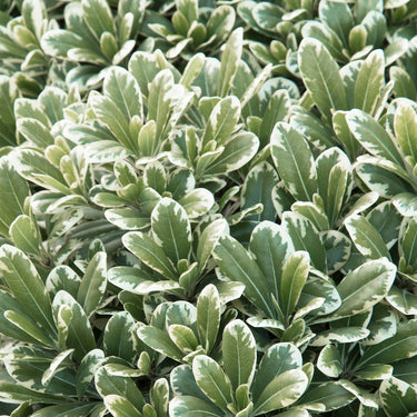 Cream De Mint® Dwarf Pittosporum - Monrovia