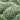 Cream De Mint® Dwarf Pittosporum - Monrovia