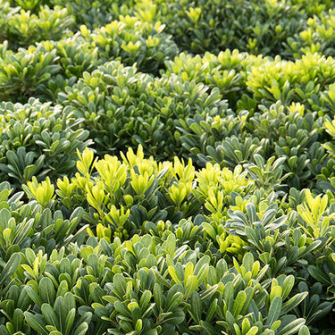 Wheeler's Dwarf Japanese Pittosporum - Monrovia