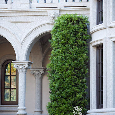 Yew Podocarpus - Monrovia
