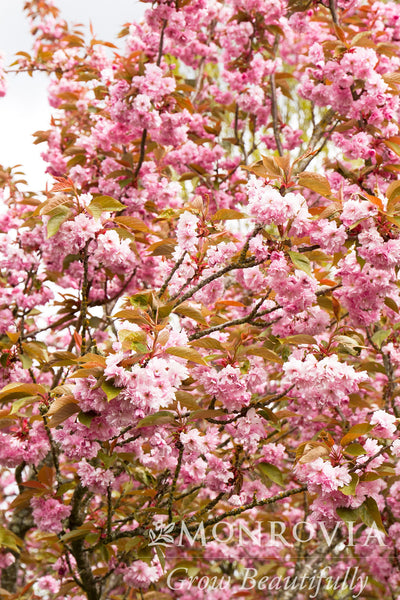 Prunus serrulata 'Kwanzan' – Armstrong Garden Centers