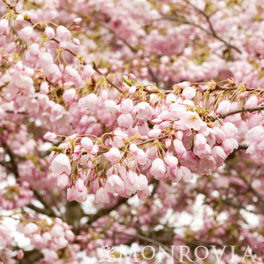 Akebono Yoshino Cherry - Monrovia