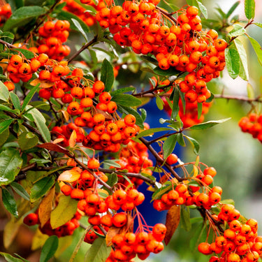 Yukon Belle® Pyracantha - Monrovia