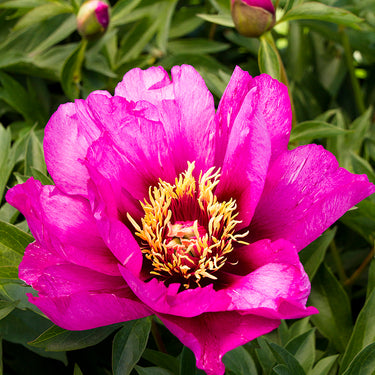 Morning Lilac Itoh Peony - Monrovia