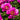 Morning Lilac Itoh Peony - Monrovia
