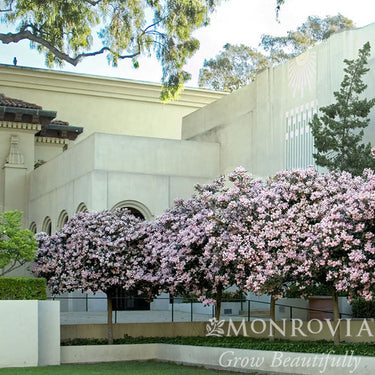 Majestic Beauty® Indian Hawthorn - Monrovia