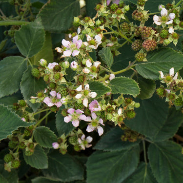 Black Satin Blackberry - Monrovia