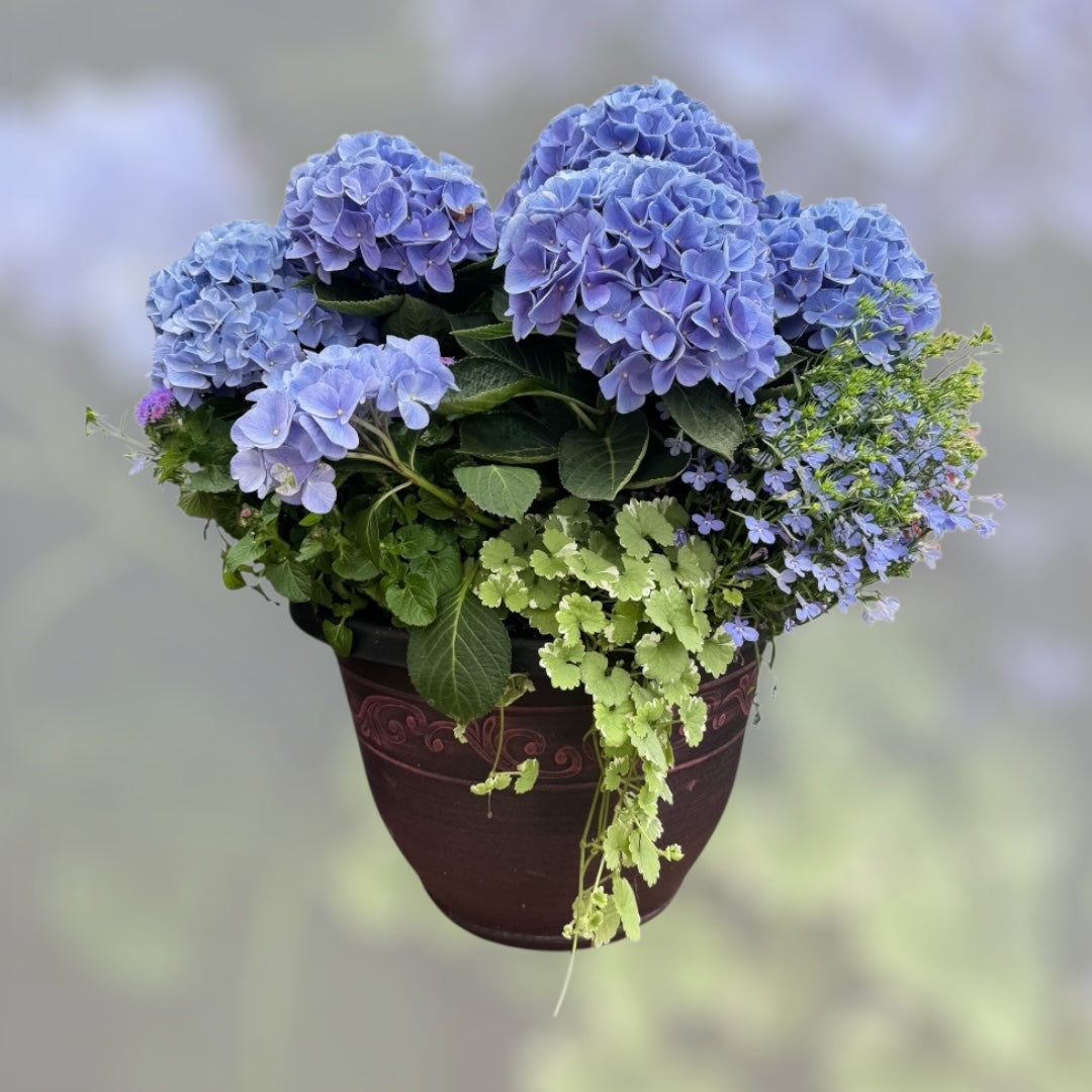 Hydrangea Blue, Argeratum, Lobelia, Glechoma Combo Planter - Thumbnail 2