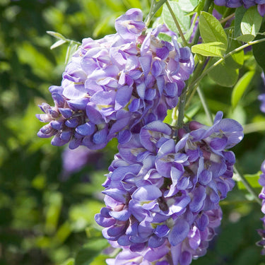 Amethyst Falls American Wisteria - Monrovia