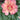 Paeonia Itoh Garden Candy Simply Scrumptious - Monrovia