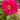 Paeonia Itoh Garden Candy Apple - Monrovia