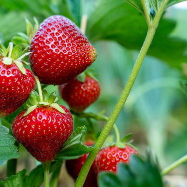 Strawberry Sequoia