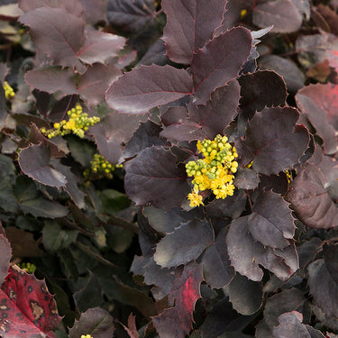 Darkstar® Creeping Oregon Grape - Monrovia