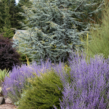 Lacey Blue Russian Sage - Monrovia