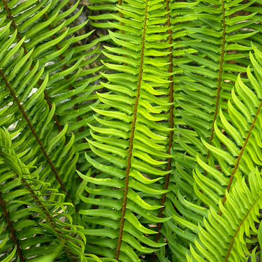 Western Sword Fern - Monrovia