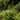 Western Sword Fern - Monrovia