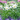 Easter Lily