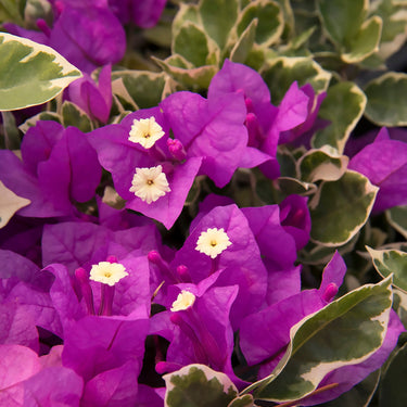 Blueberry Ice Bougainvillea - Monrovia