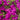 Blueberry Ice Bougainvillea - Monrovia