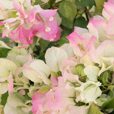 Yani's Delight Bougainvillea - Monrovia
