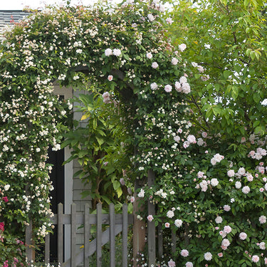 Cecile Brunner Climbing Rose - Monrovia