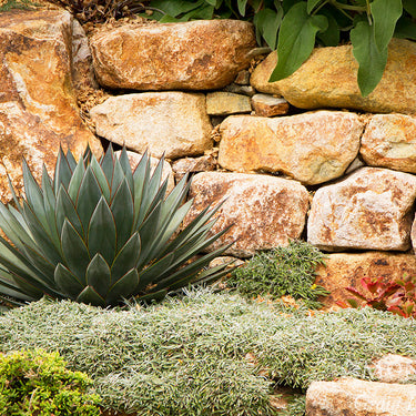 Blue Glow Agave - Monrovia