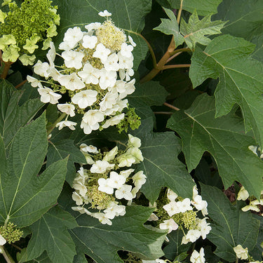 Munchkin Oakleaf Hydrangea - Monrovia