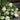 Munchkin Oakleaf Hydrangea - Monrovia