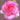 Angelic Veil Rose