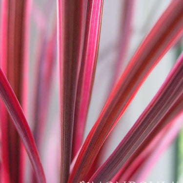 Electric Pink Cordyline - Monrovia